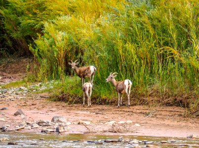 Wildlife found on banks of San Juan River photo