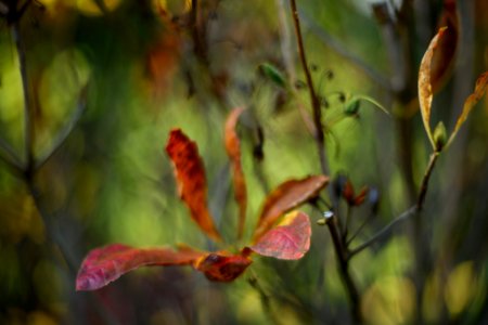 Herbstblätter photo