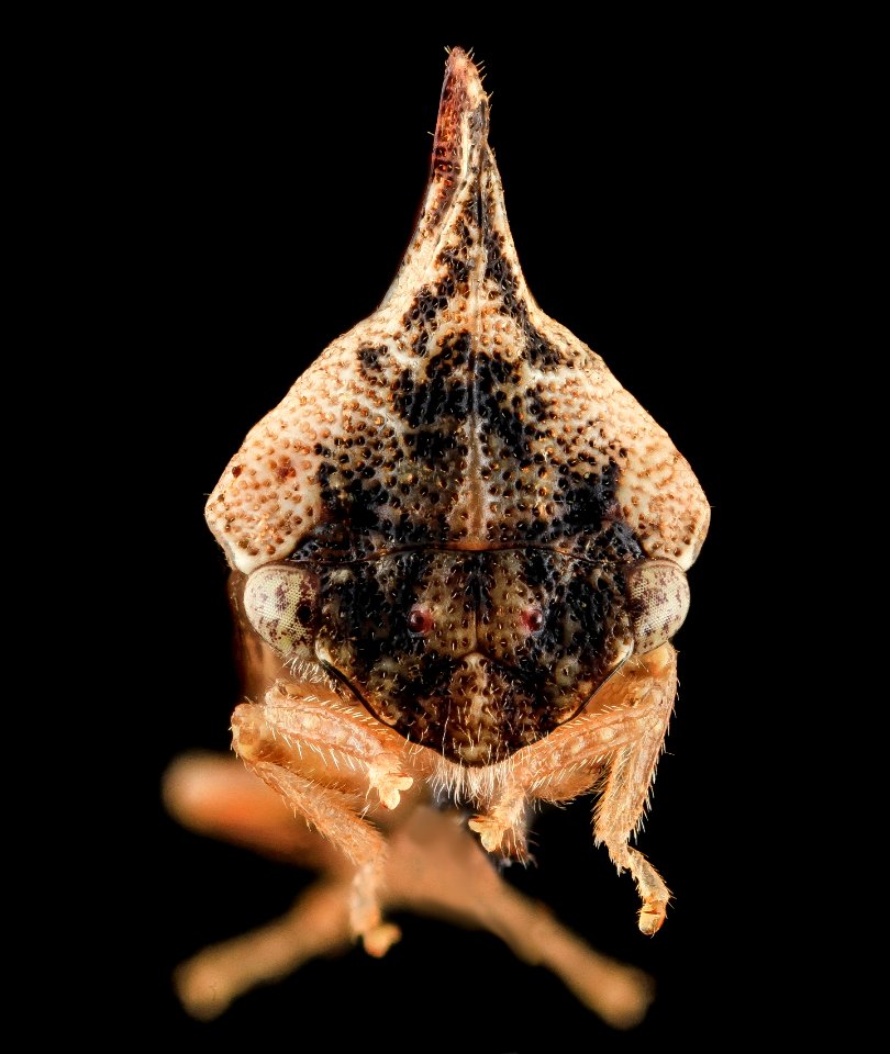Entylia carinata, face, upper marlboro, md 2013-10-18-12.42.45 ZS PMax