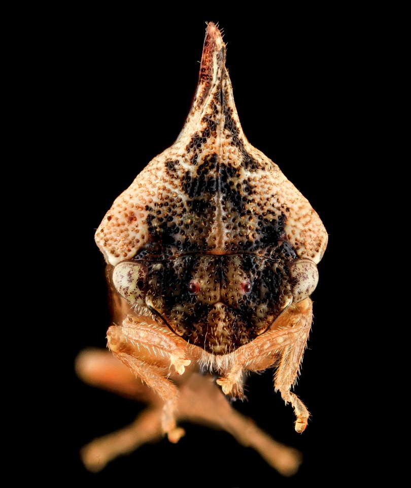 Entylia carinata, face, upper marlboro, md 2013-10-18-12.42.45 ZS PMax photo