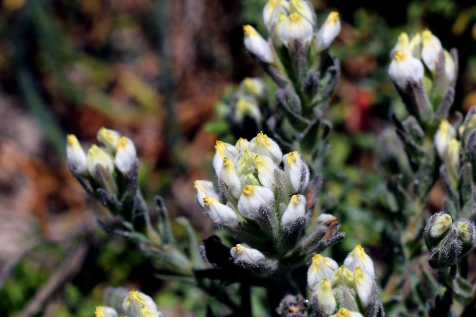 Endangered salt marsh bird's beak in Orange County