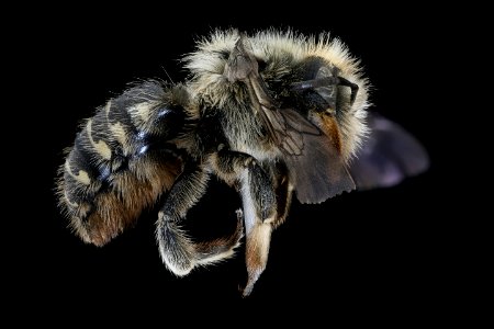 Anthidium psoraleae, f, right, Lake Co, MN 2020-02-17-15.26.21 ZS PMax UDR