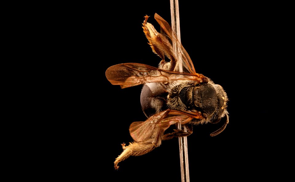 Lasioglossum nelumbonis, f, back, Prince George's Co., MD 2017-06-17-15.36
