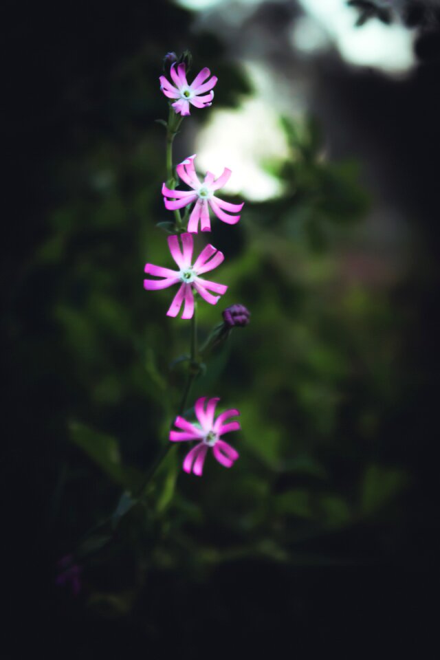 Pink flowers nature green