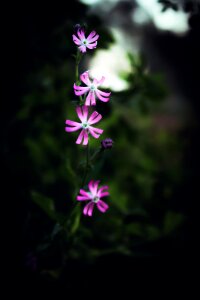 Pink flowers nature green