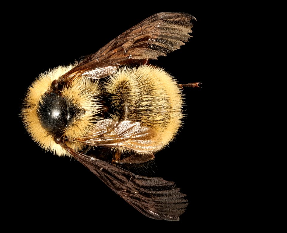 Bombus fervidus, f, back 2, National Arboretum, DC 2016-04-15-19.39