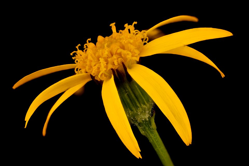 Packera aurea, Golden ragwort, Howard County, Md,  2018-05-17-20.18.31 ZS