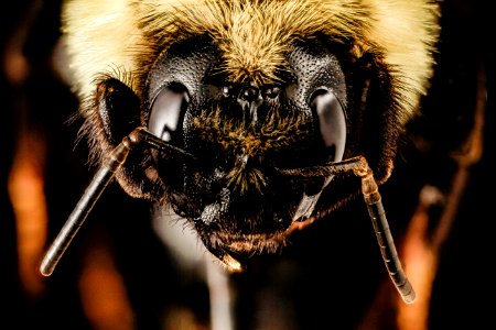 Bombus citrinus, f, talbot, face 2015-05-17-16.19.41 ZS PMax photo