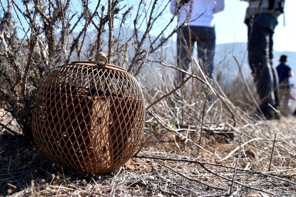 A release pod with Quino larvae
