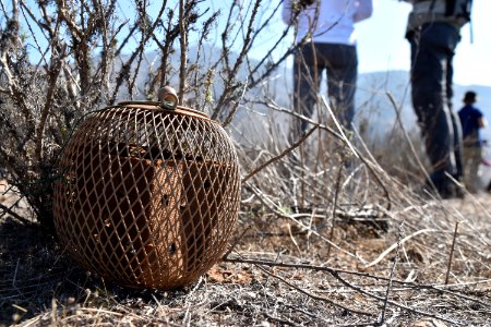 A release pod with Quino larvae