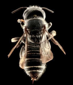 Megachile exilis, F, Talbot Co., MD, back 2015-07-14-11.30.59 ZS PMax photo