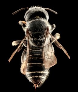 Megachile exilis, F, Talbot Co., MD, back 2015-07-14-11.30.59 ZS PMax