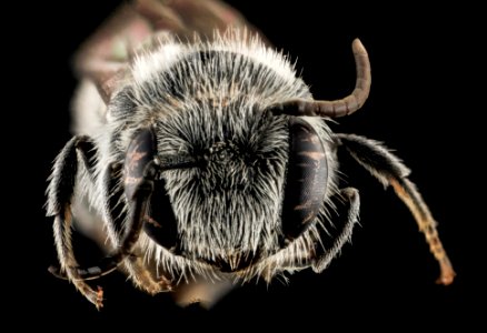 Stelis labiata, M, Face, NC, Moore County 2013-09-26-16.53.09 ZS PMax