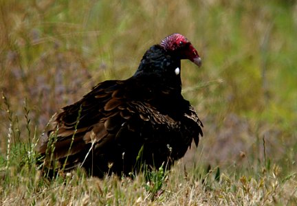 VULTURE, TURKEY- 1st yr- (7-05) morro bay, slo co, ca