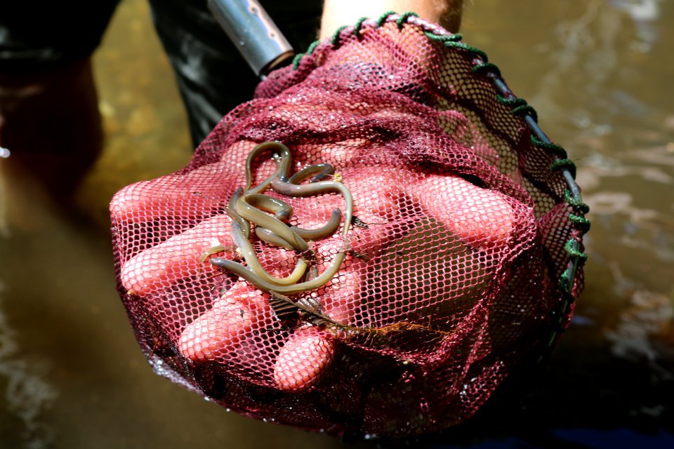 Ammocoetes held by biologist