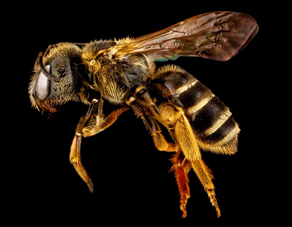 Halictus poeyi, female, side 2012-07-03-15.43