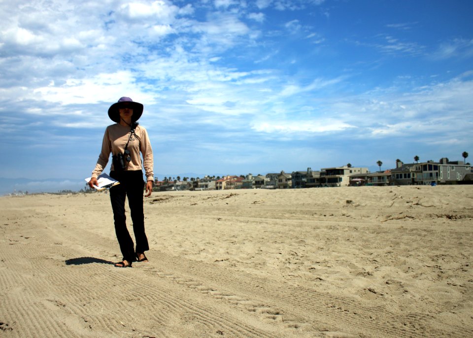 Lena Chang, senior fish and wildlife biologist with the Service in Ventura, and volunteer coordinator for the South Coast Chapter of BeachCOMBERS, conducts a survey of Hollywood Beach. photo