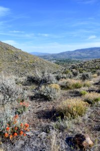 Indian paintbrush in bloom