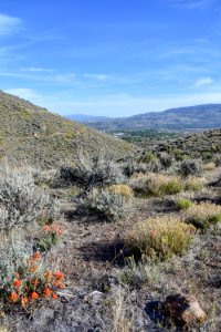 Indian paintbrush in bloom photo