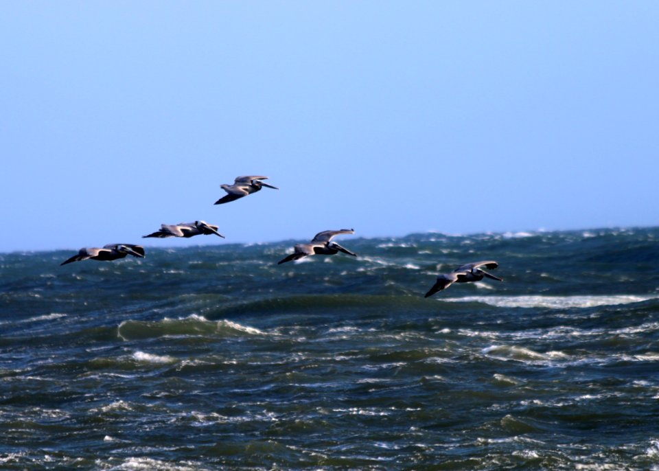 California brown pelicans fly near Hollywood Beach.