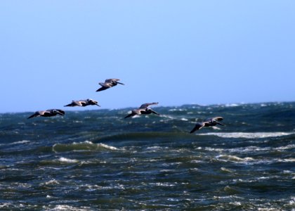 California brown pelicans fly near Hollywood Beach. photo