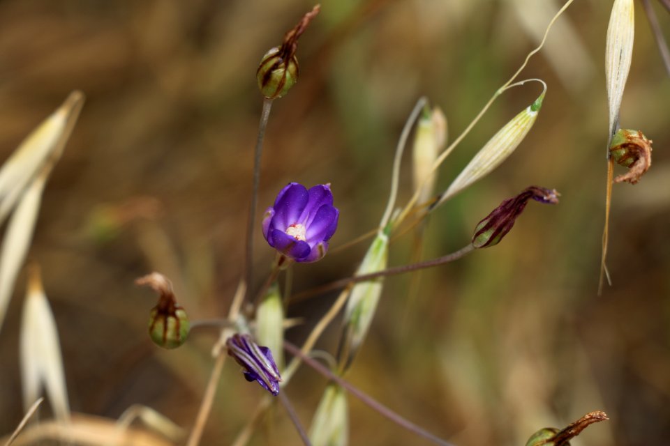 Thread-leaved brodiaea is listed as threatened under the Endangered Species Act