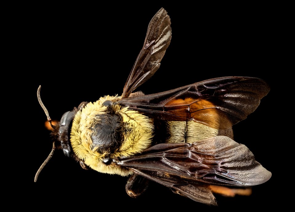 Bombus fraternus, f, ga, baker, back 2015-01-08-08.54.38 ZS PMax