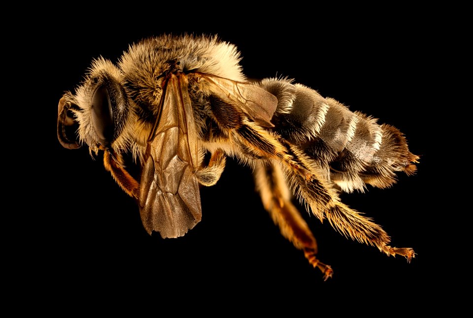 Melitta melittoides, f, aa co, md, side 2018-06-20-14.49.31 ZS PMax UDR