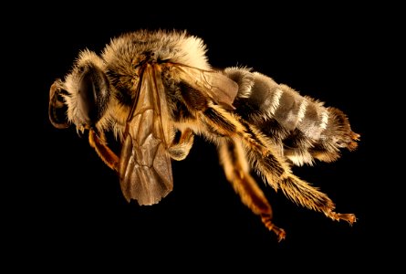 Melitta melittoides, f, aa co, md, side 2018-06-20-14.49.31 ZS PMax UDR