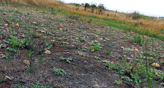 Vernal pool bed with spreading navarretia photo