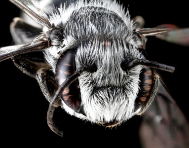 Megachile campanulae, male, face 2012-07-06-18.26 photo