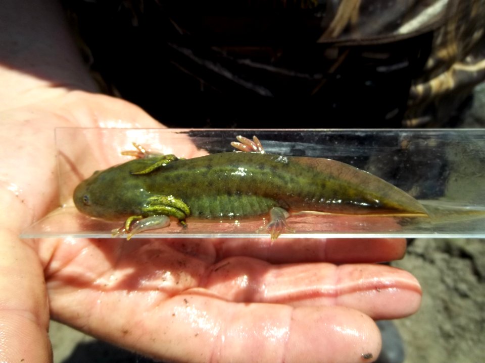 California tiger salamander monitoring
