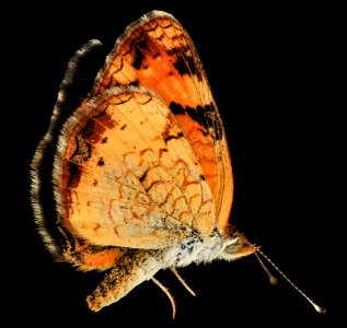 Pearl Crescent, U, side, MD, PG County 2013-08-20-12.06.34 ZS PMax photo