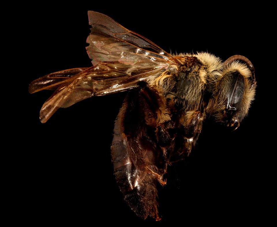 Andrena vicina, f, right side, Hardy Co., WV 2017-03-08-12.27
