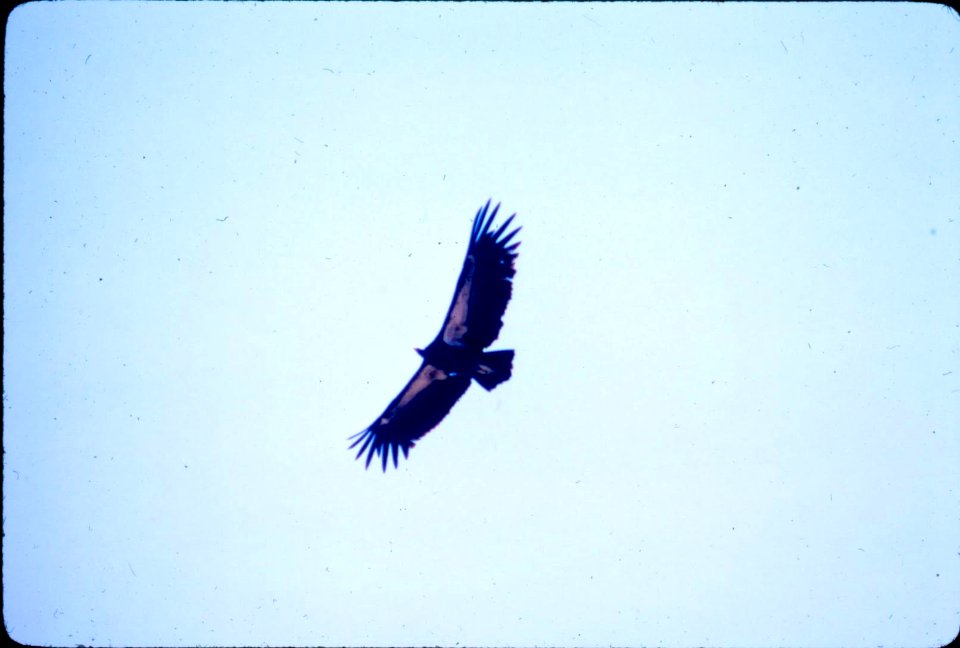 California condor AC-4