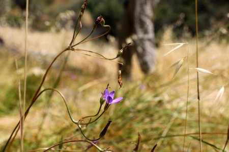 Visitors at Glendora Community Conservancy property to see the brodiaea