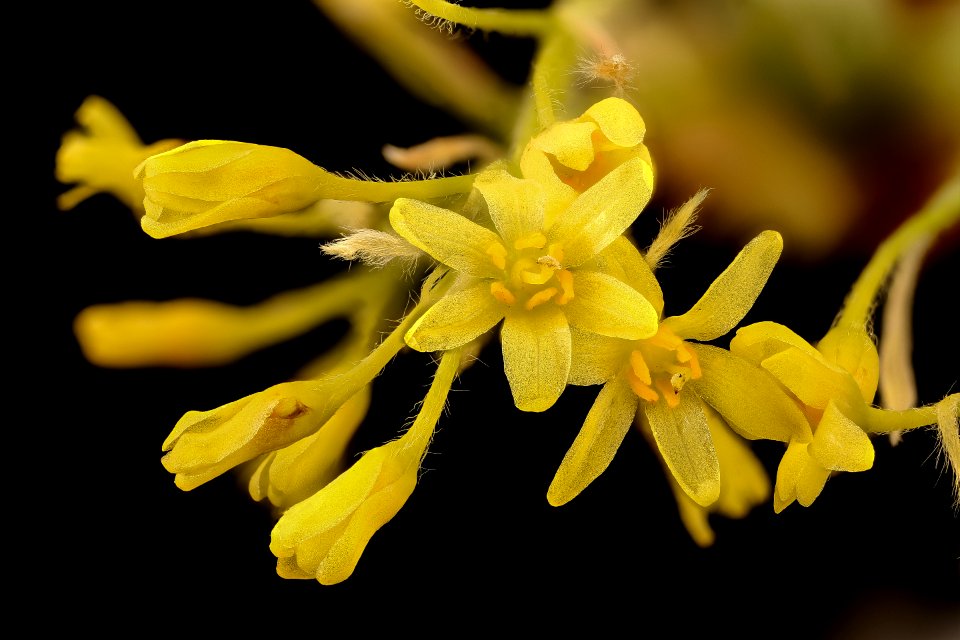 Sassafras albidum, Sassafras pistillate flowers 2, Howard County, MD, Helen Lowe Metzman 2017-07-25-20.01