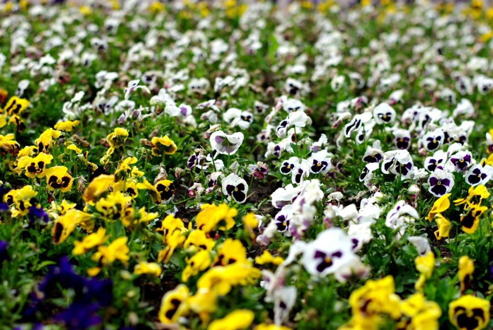 little sea of flowers
