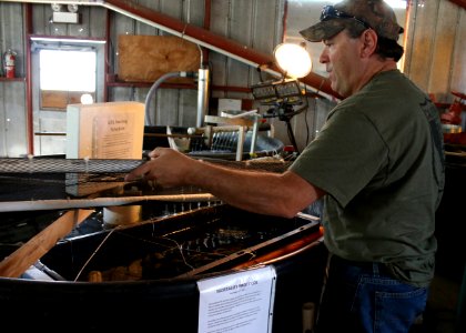 Tim Hovey, a senior environmental scientist, specialist, with the California Department of Fish and Wildlife (CDFW) removes netting over a container that houses a small population of unarmored threespine sticklebacks at the CDFW's Fillmore Fish Hatchery. photo