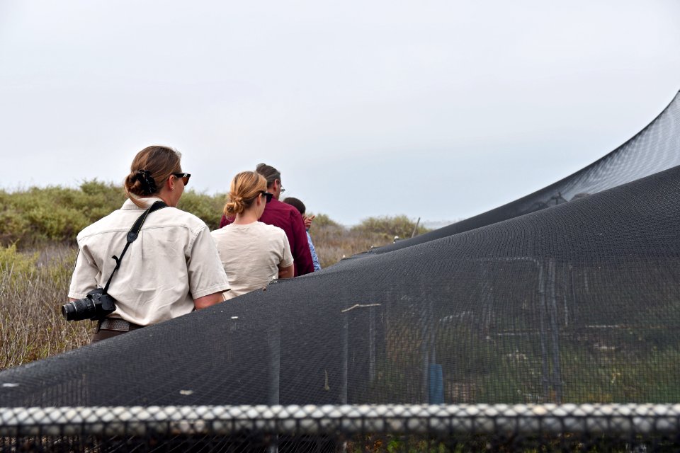 Captive-bred Ridgway's rail enclosures