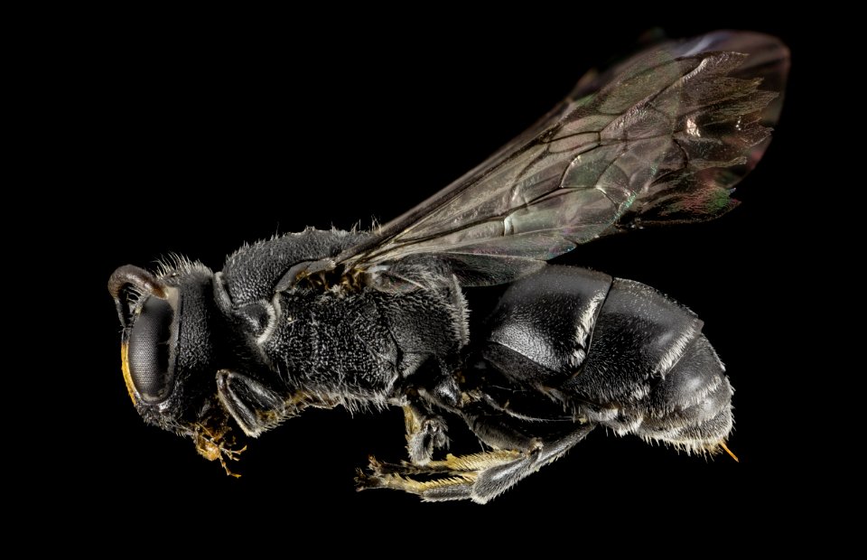 Hylaeus species, f, 15266a12,side, kenya 2014-08-04-19.12.32 ZS PMax photo