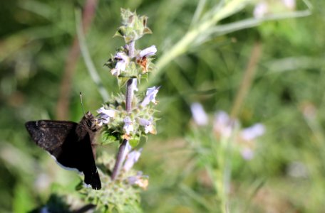 Funereal duskywing butterfly in southern California photo