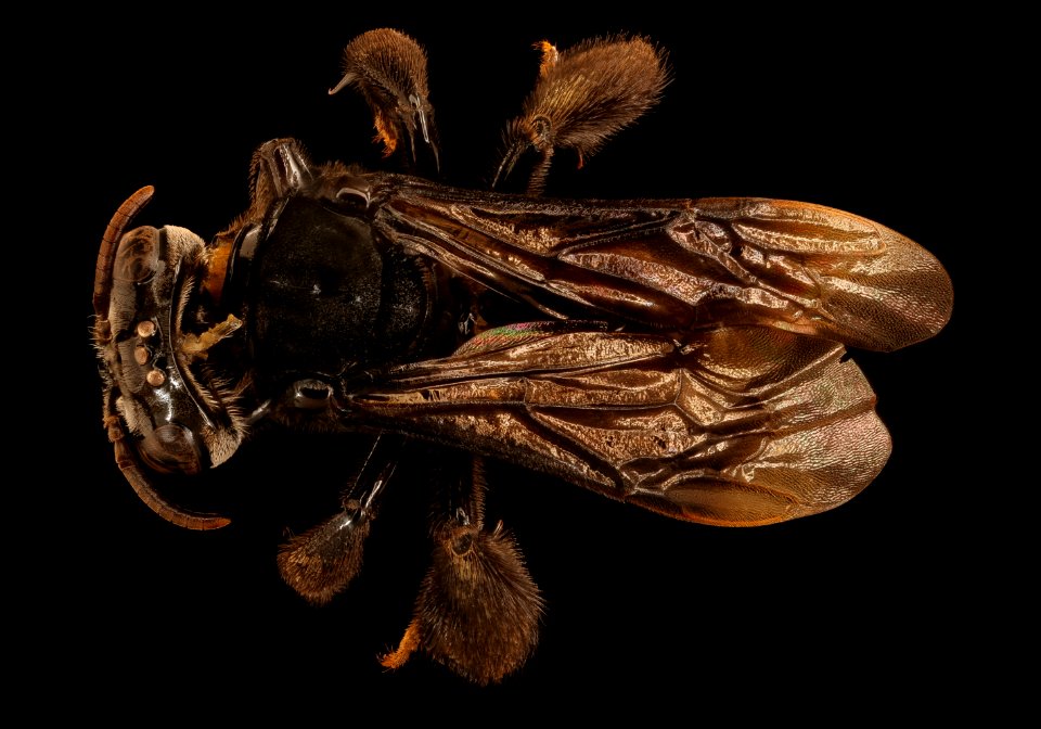Paratetrapedia, f, back, La Cruz, Costa Rica 2018-08-15-21.22.50 ZS PMax UDR