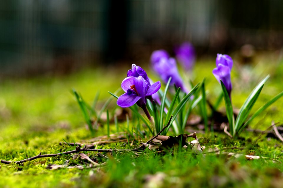 Blumen gehen immer