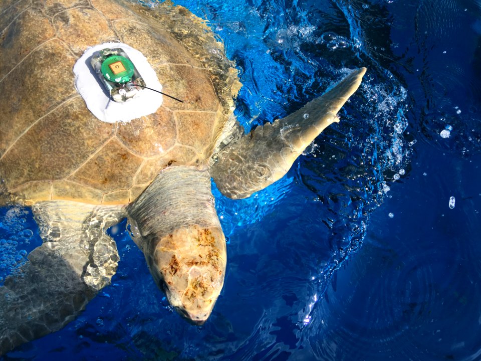 Olive ridley sea turtle gets prepped for release