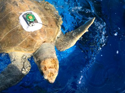 Olive ridley sea turtle gets prepped for release photo