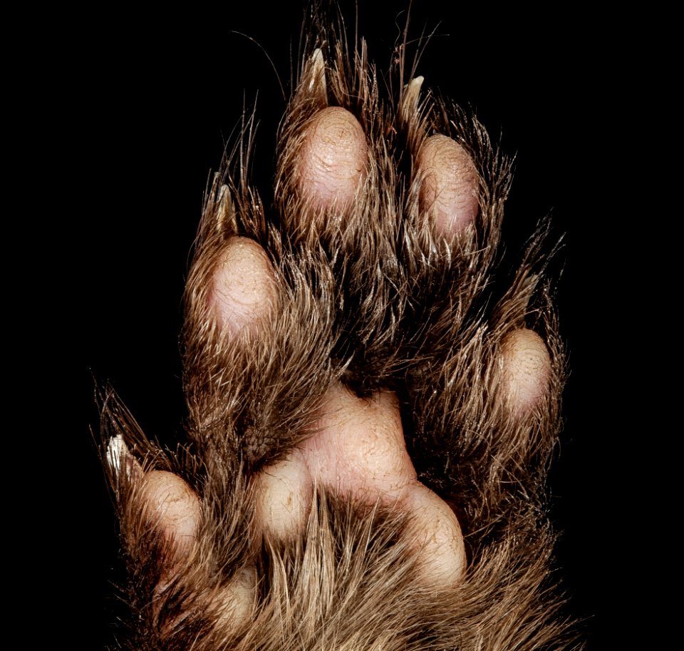 Mink, M, Foot, bottom, MD, PG County, Bowie 2015-03-03-11.42.55 ZS PMax