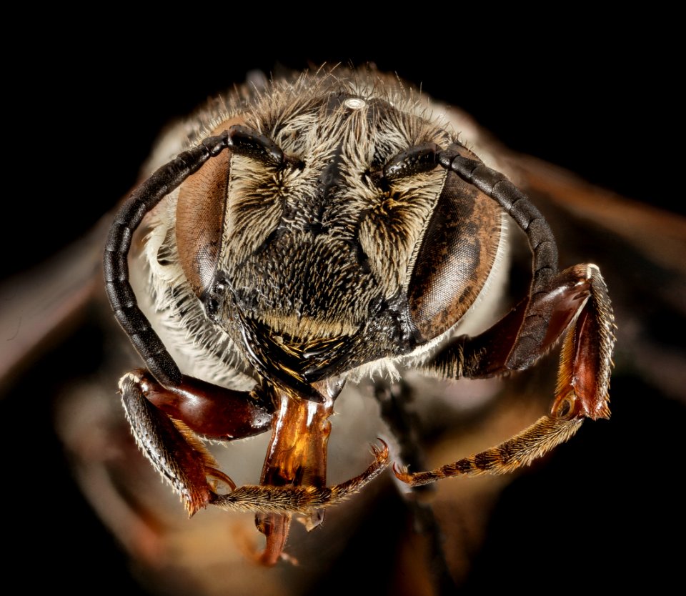 Coelioxys alternata, F, Face, Virginia, Franklin County 2014-12-05-15.59.28 ZS PMax