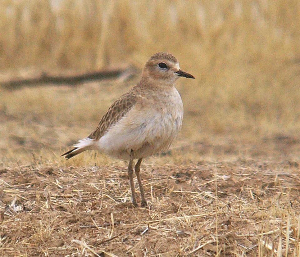 PLOVER, MOUNTAIN (11-12-06)-1