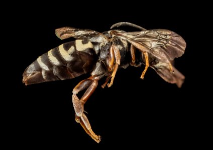 Triepeolus helianthi, F, Side, West Virginia, Kanawha County 2014-11-20-08.28.56 ZS PMax